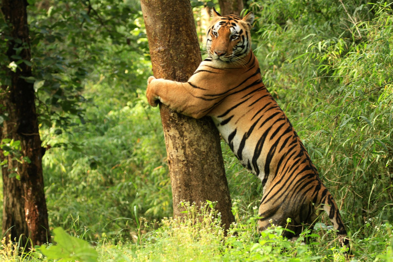 Kanha National Park tiger