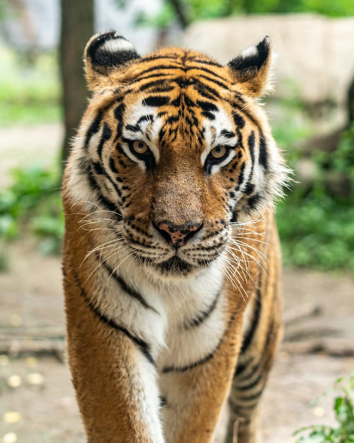 Tiger in forest — Pench Tiger Reserve